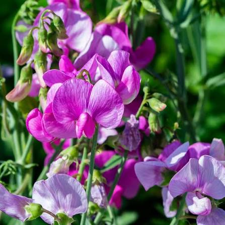 Sweet Pea flower seeds