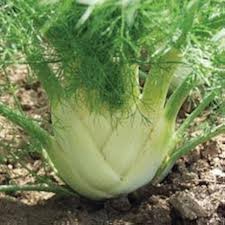 Fennel seeds