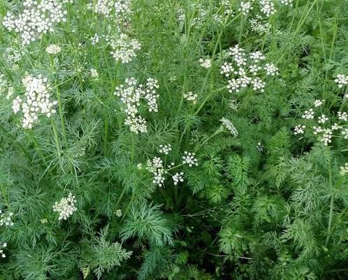 Cumin herb seeds