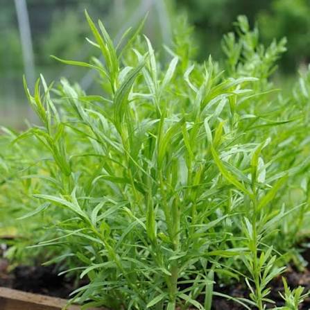 Tarragon herb seeds
