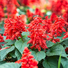 Sage flower seeds