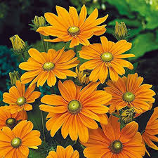 Rudbeckia flower seeds