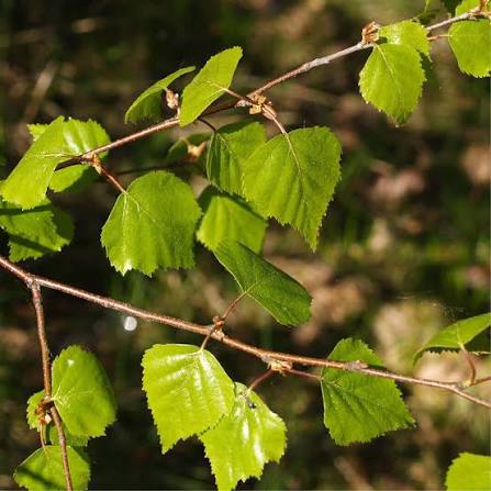 Betula Pendula Plant Seeds