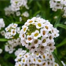 Alyssum flower seeds