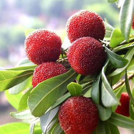 Garden Seeds