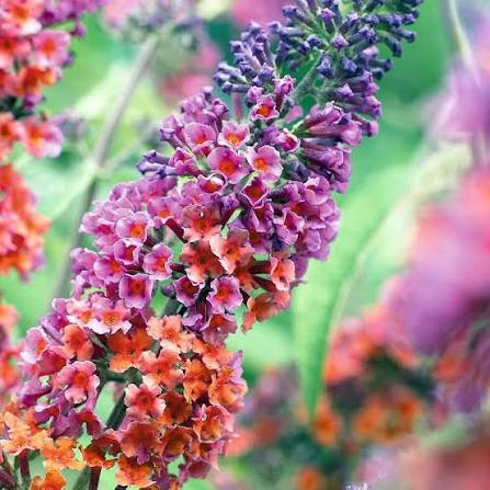 Butterfly Bush flower seeds