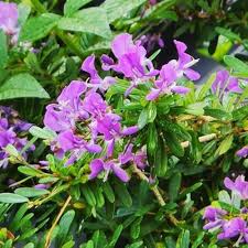 Bellflower seeds