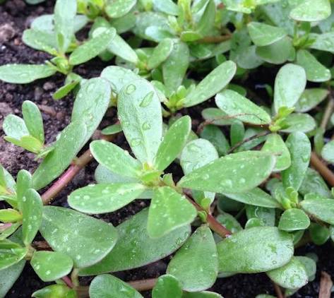 Purslane herb seeds