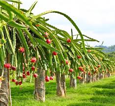 Dragon Fruit seeds