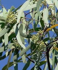 Eucalyptus Seeds