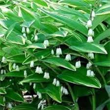 Polygonatum Plant Seeds