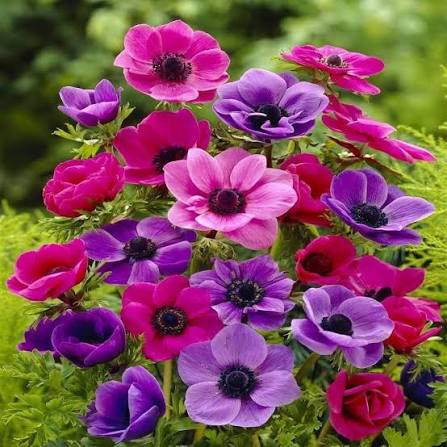Anemone flower seeds