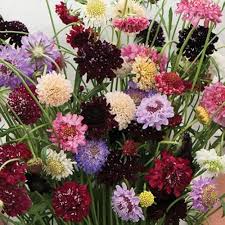 Scabiosa flower seeds