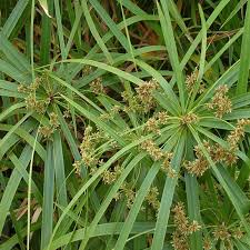 Cyperus Plant Seeds