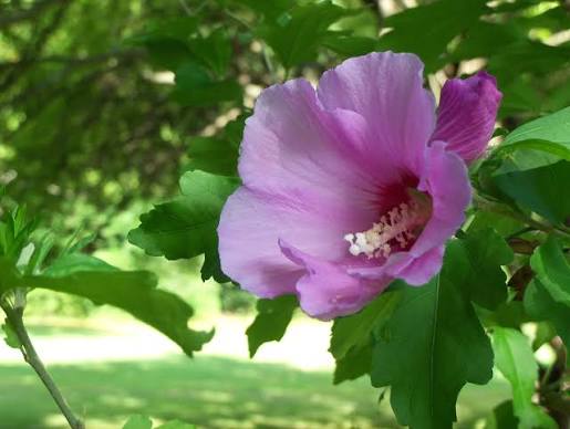 Rose of Sharon seeds