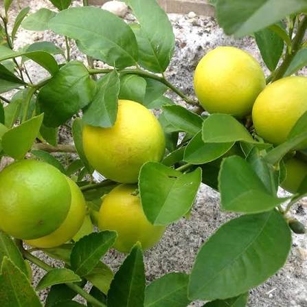 Citrus Aurantifolia fruit seeds