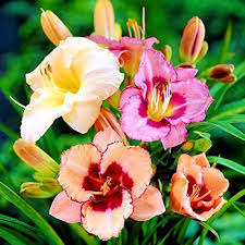 Daylily flower seeds
