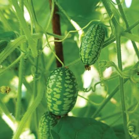 Cucamelons Vegetable Seeds
