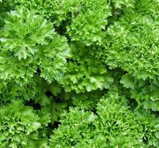 Parsley herb seeds
