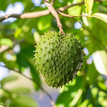 Soursop fruit seeds