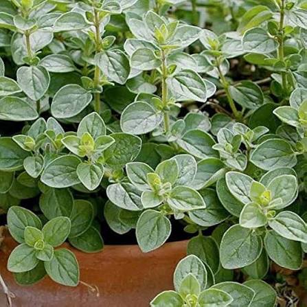 Oregano herb seeds