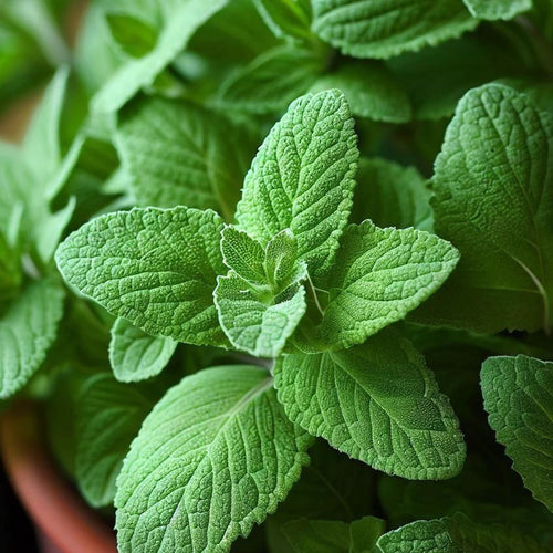 Oregano seeds
