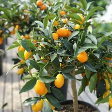 Calamondin fruit seeds