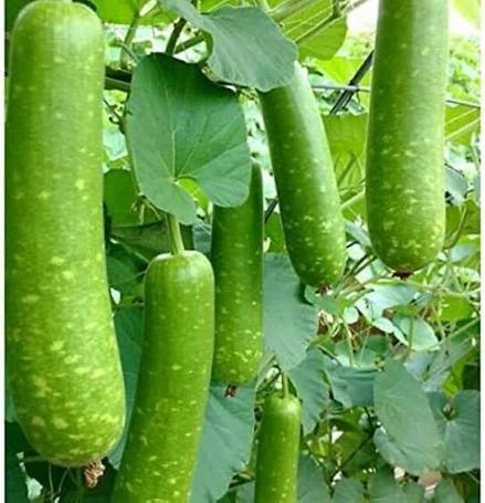 Calabash Vegetable Seeds