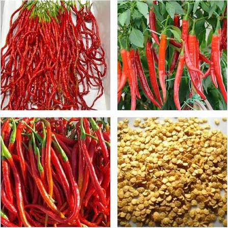 Chili seeds
