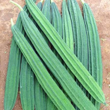 Ridge Gourd Vegetable Seeds