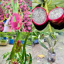 Pitaya Fruit seeds
