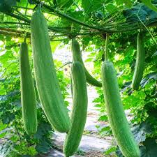 Sponge Gourd Vegetable Seeds