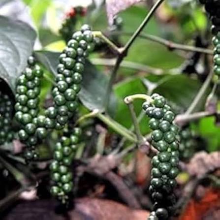 Piper Nigrum Fruit Seeds