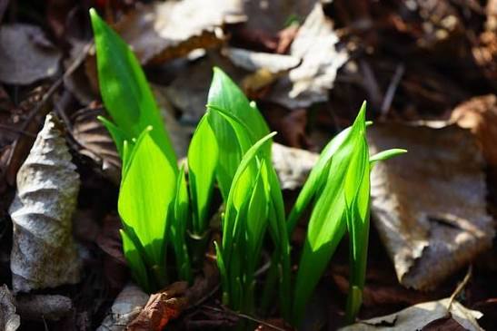 Garlic seeds