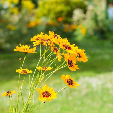 Coreopsis flower seeds