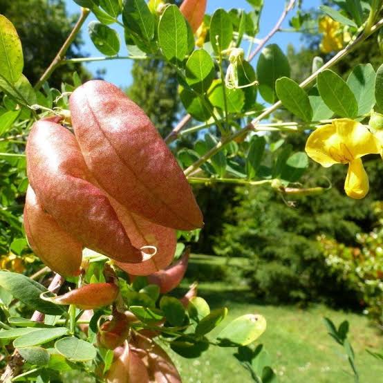 Bladder Senna Bush Plant Seeds