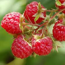 Raspberry fruit seeds