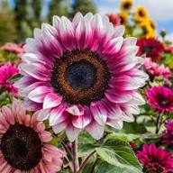  fruit seeds, herb seeds, wildflower seeds, flower seeds, summer season seeds