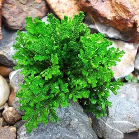 Selaginella Seeds