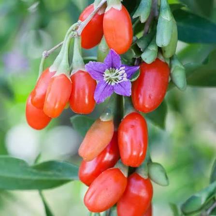 Goji Berry fruit seeds