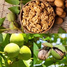 Walnut fruit seeds