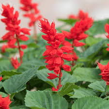 Sage herb seeds