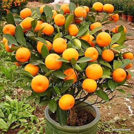 Tangerine fruit seeds