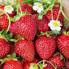 Strawberry fruit seeds