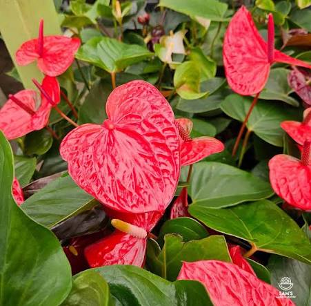 Anthurium ornamental seeds