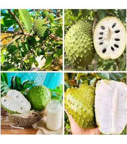 Sapodilla fruit  Seeds
