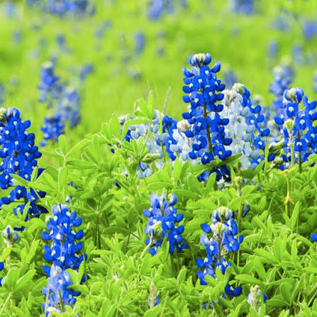 Bluebonnet seeds
