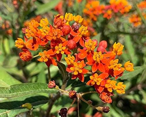 Asclepias flower seeds