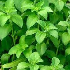 Stevia seeds