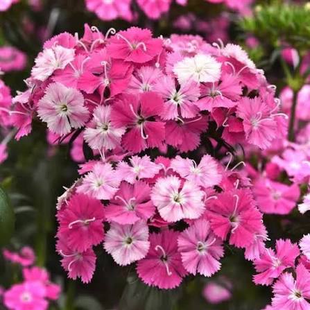 Dianthus flower seeds